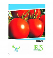 Iris F1 Tomato 15 Seeds